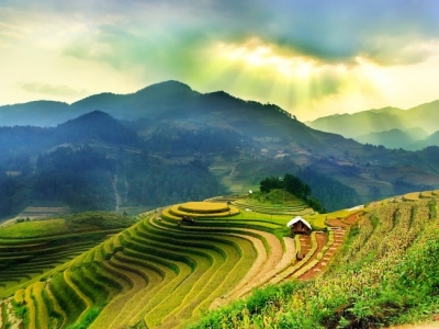 Rice fields on terraced 
