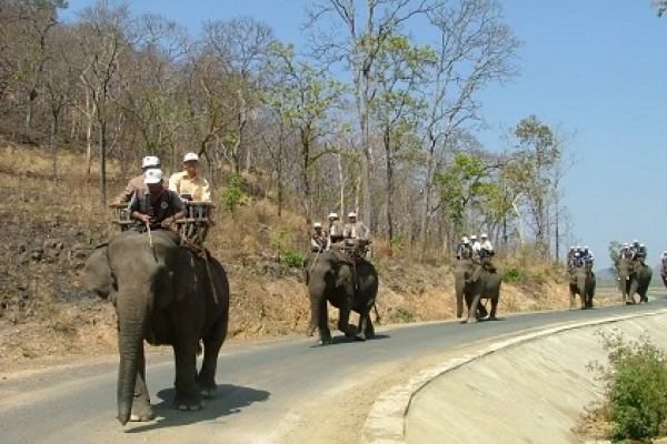 Take part in the ostriches and elephant ride activity