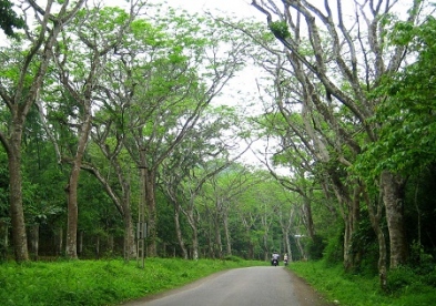 Cuc Phuong National Park