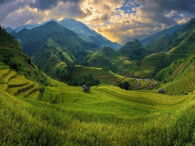 Rice fields prepare the harvest at Northwest Vietnam
