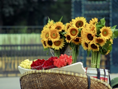 Sunflowers-on-a-bicycle-of-hawker-