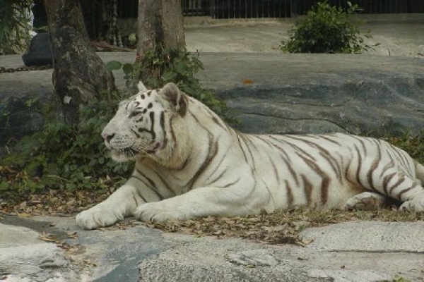 Ho Chi Minh City Zoo & Botanical Gardens