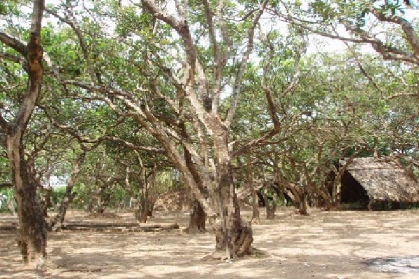 Visiting Bac Lieu longan orchard