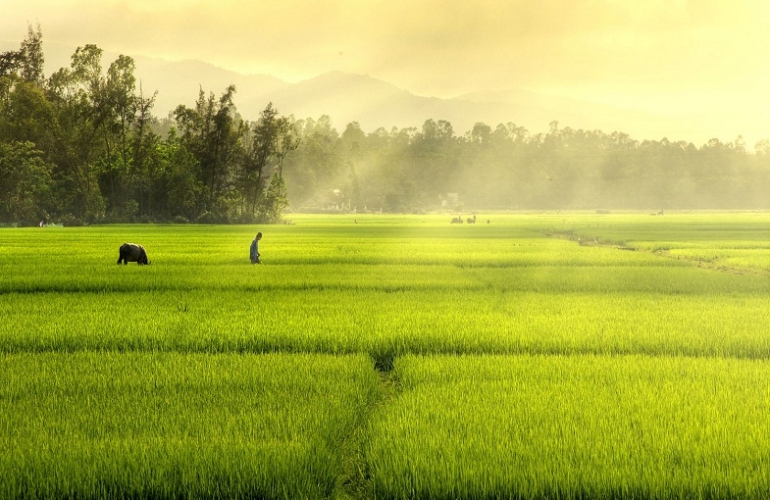 The Vietnam national animal - Buffalo in Vietnamese culture and life