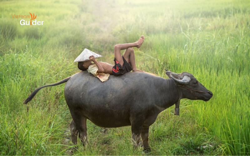 Buffalo