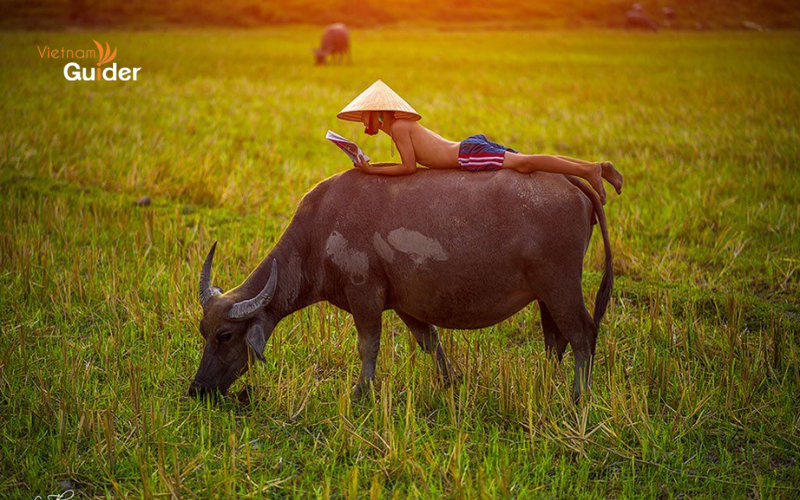 Buffalo
